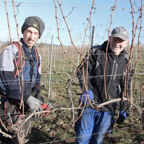 Weingut Leo Sauer Eibelstadt - Franken Körble